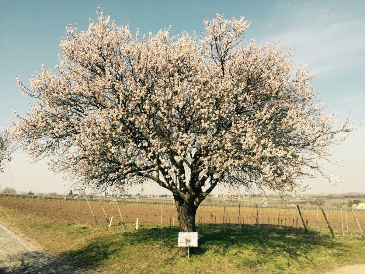 Im Paradiesgarten Apartment Deidesheim